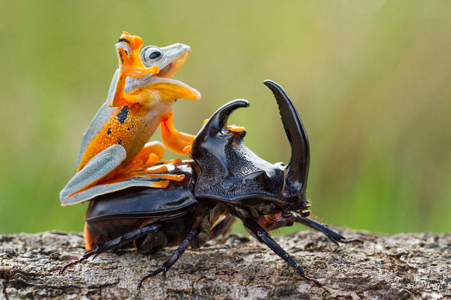 rana-cabalgando-escarabajo-hendy-mp-indonesia (2)