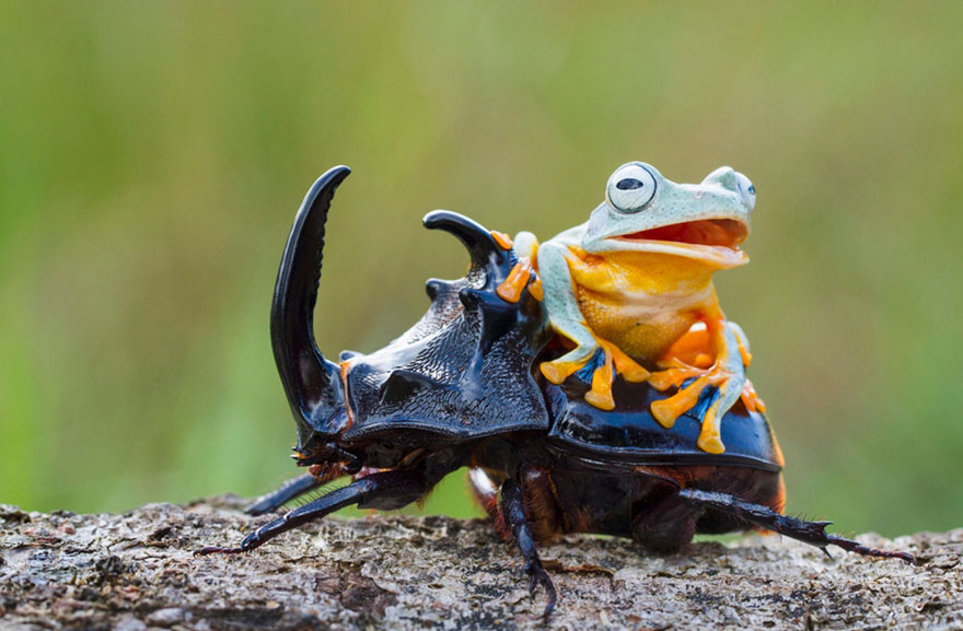 rana-cabalgando-escarabajo-hendy-mp-indonesia (6)