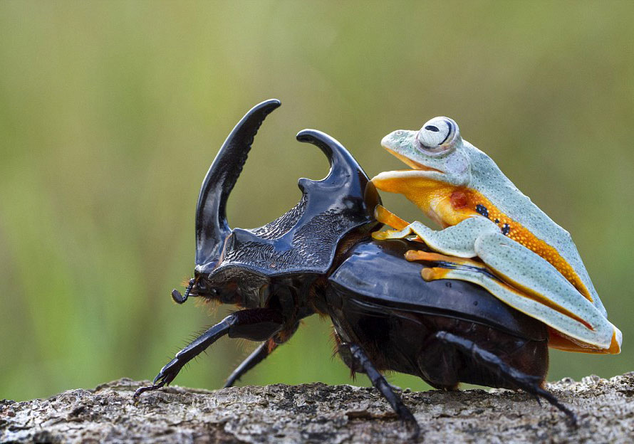 rana-cabalgando-escarabajo-hendy-mp-indonesia (8)