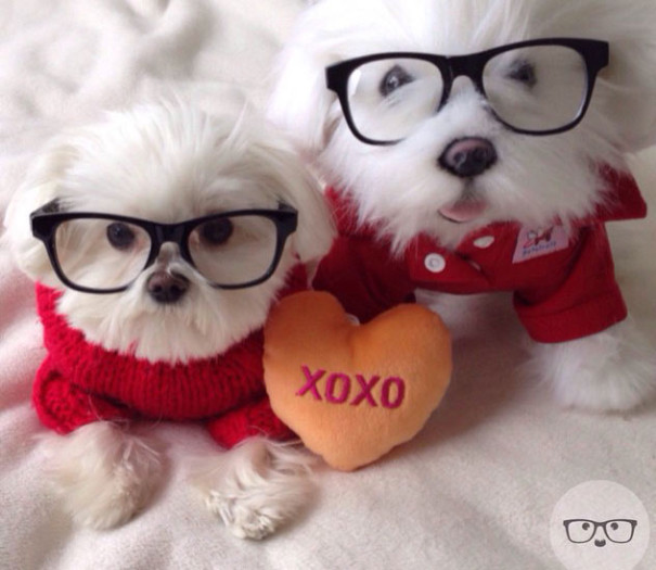 replicas-peluche-animales-mascotas-cuddle-clones (1)