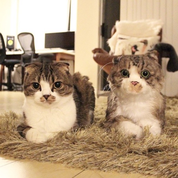 replicas-peluche-animales-mascotas-cuddle-clones (10)