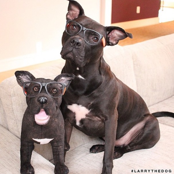replicas-peluche-animales-mascotas-cuddle-clones (11)