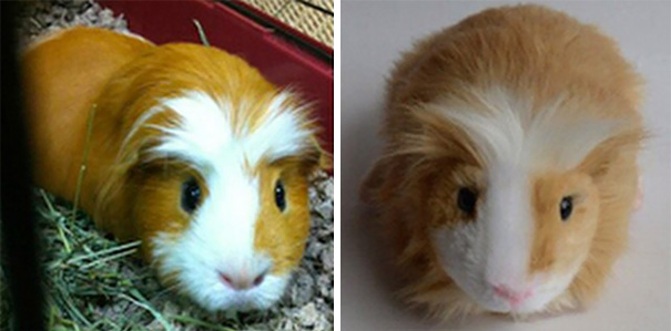 replicas-peluche-animales-mascotas-cuddle-clones (13)