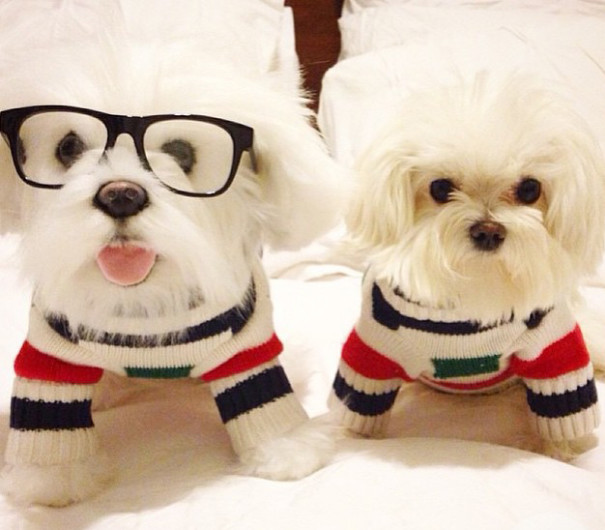replicas-peluche-animales-mascotas-cuddle-clones (14)