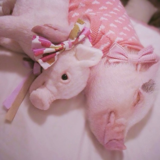 replicas-peluche-animales-mascotas-cuddle-clones (15)