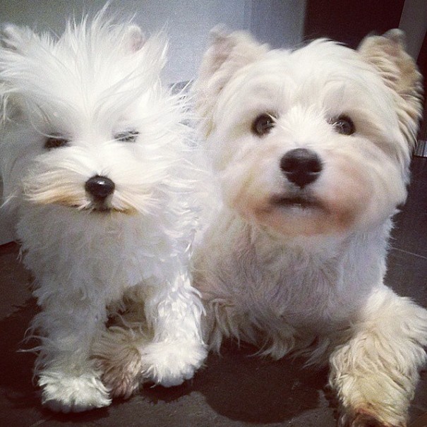 replicas-peluche-animales-mascotas-cuddle-clones (16)