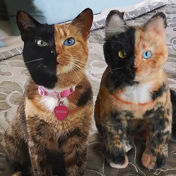 replicas-peluche-animales-mascotas-cuddle-clones (18)