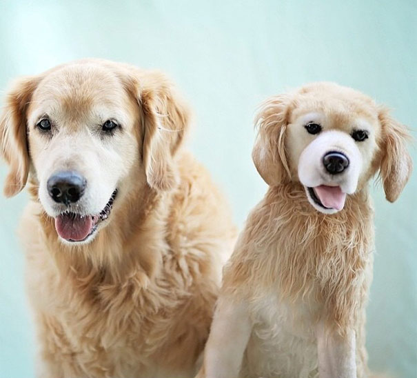 replicas-peluche-animales-mascotas-cuddle-clones (19)