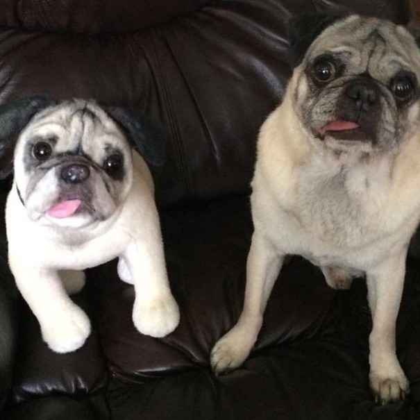 replicas-peluche-animales-mascotas-cuddle-clones (2)