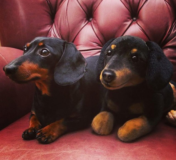 replicas-peluche-animales-mascotas-cuddle-clones (20)