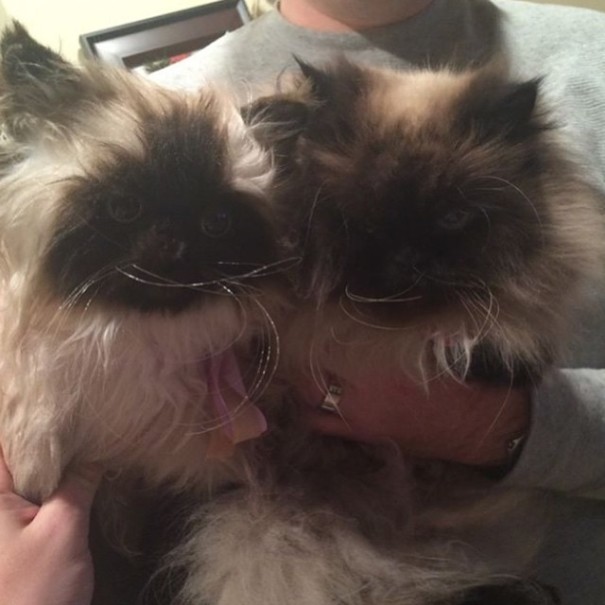 replicas-peluche-animales-mascotas-cuddle-clones (21)