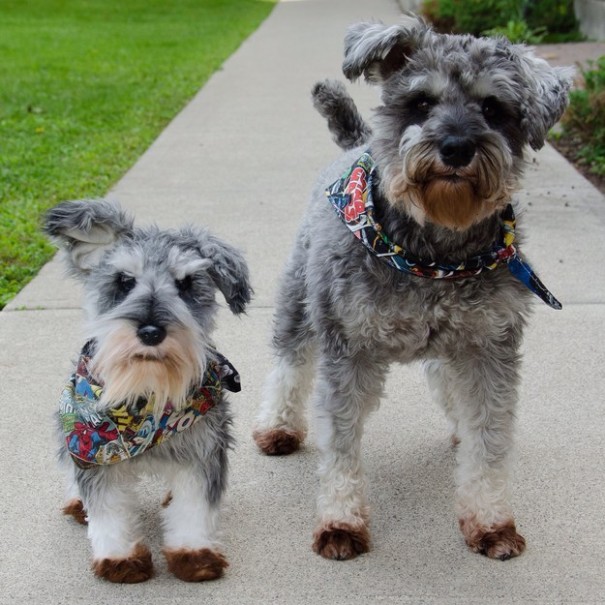 replicas-peluche-animales-mascotas-cuddle-clones (4)