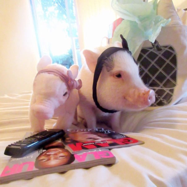 replicas-peluche-animales-mascotas-cuddle-clones (8)
