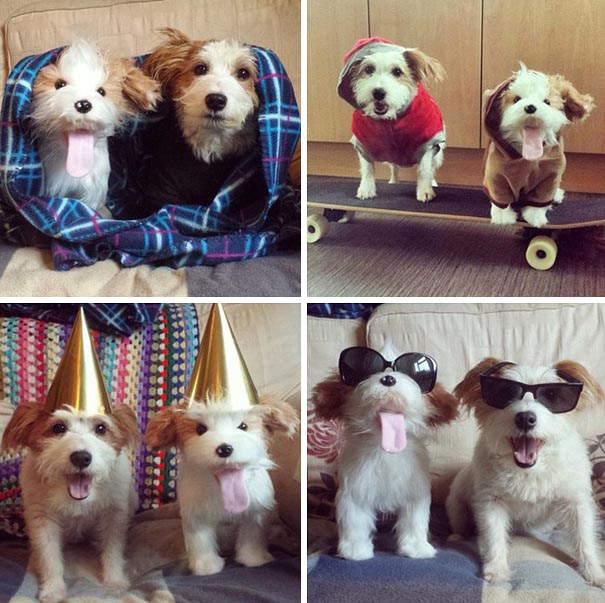 replicas-peluche-animales-mascotas-cuddle-clones (9)