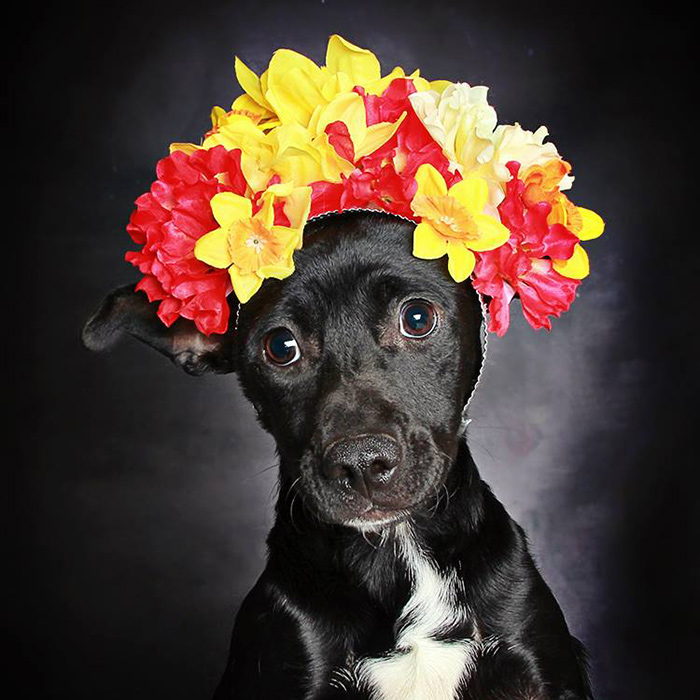 retratos-perros-negros-adopcion-guinnevere-shuster (1)