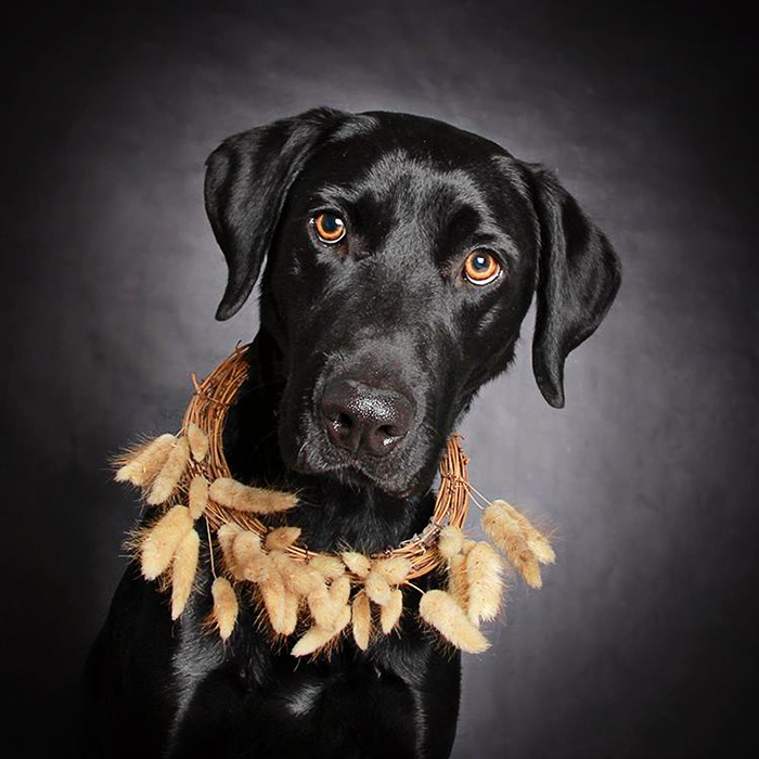 retratos-perros-negros-adopcion-guinnevere-shuster (5)