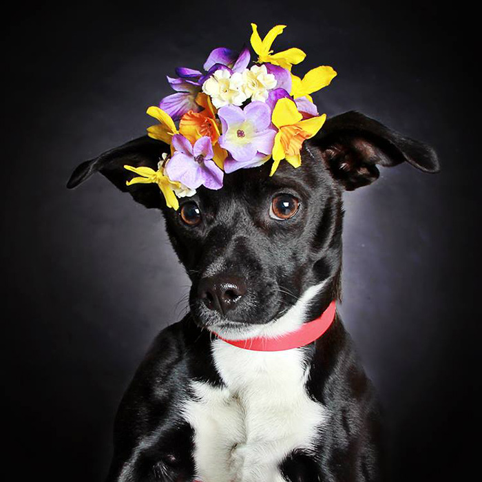 retratos-perros-negros-adopcion-guinnevere-shuster (7)