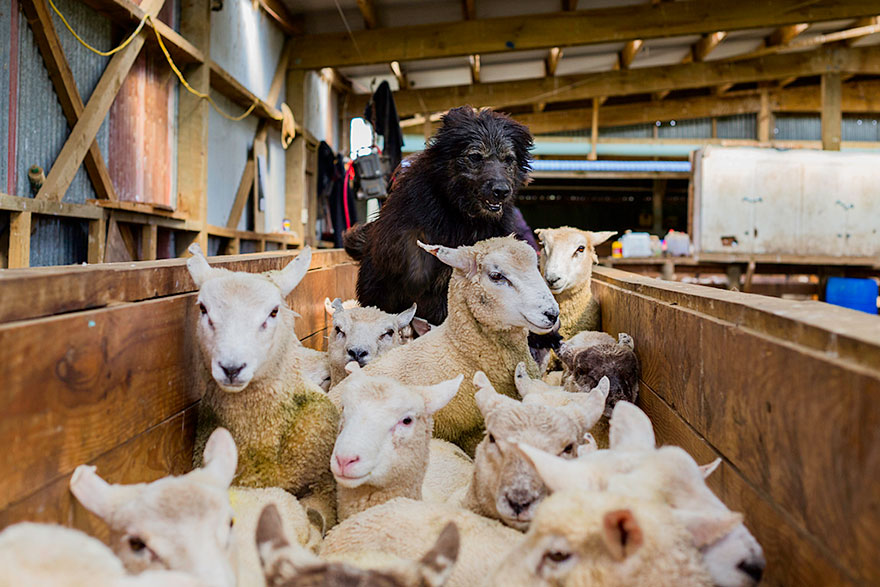 retratos-perros-trabajadores-andrew-fladeboe (1)
