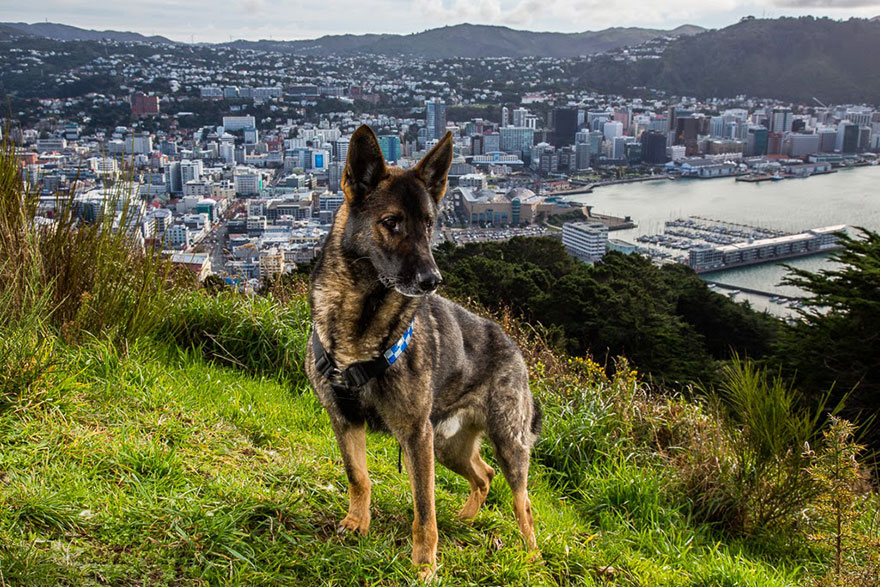 retratos-perros-trabajadores-andrew-fladeboe (14)