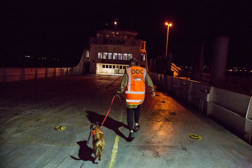retratos-perros-trabajadores-andrew-fladeboe (15)