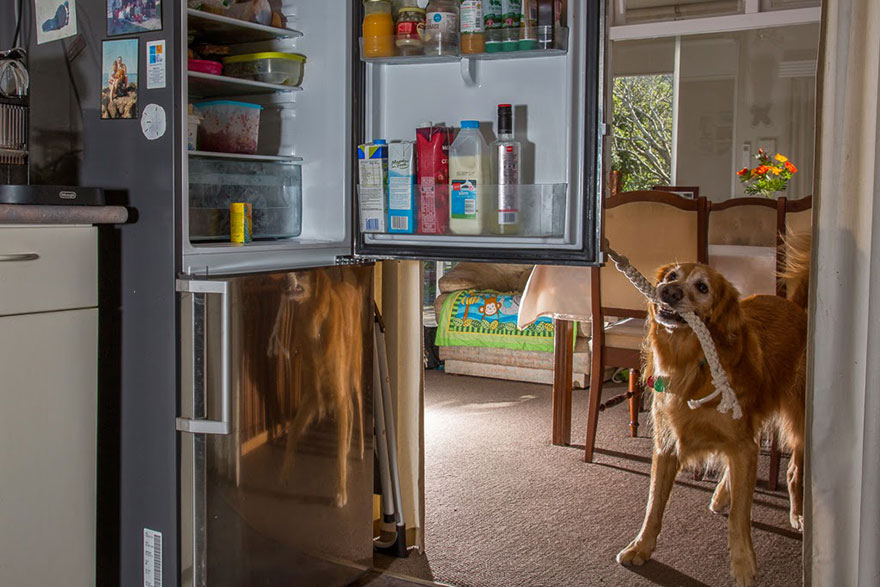 retratos-perros-trabajadores-andrew-fladeboe (19)
