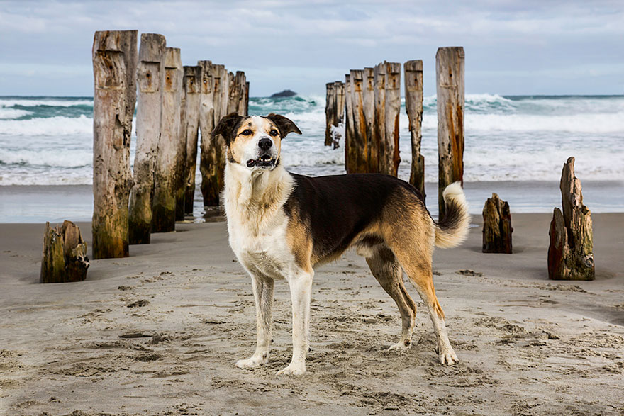 retratos-perros-trabajadores-andrew-fladeboe (4)