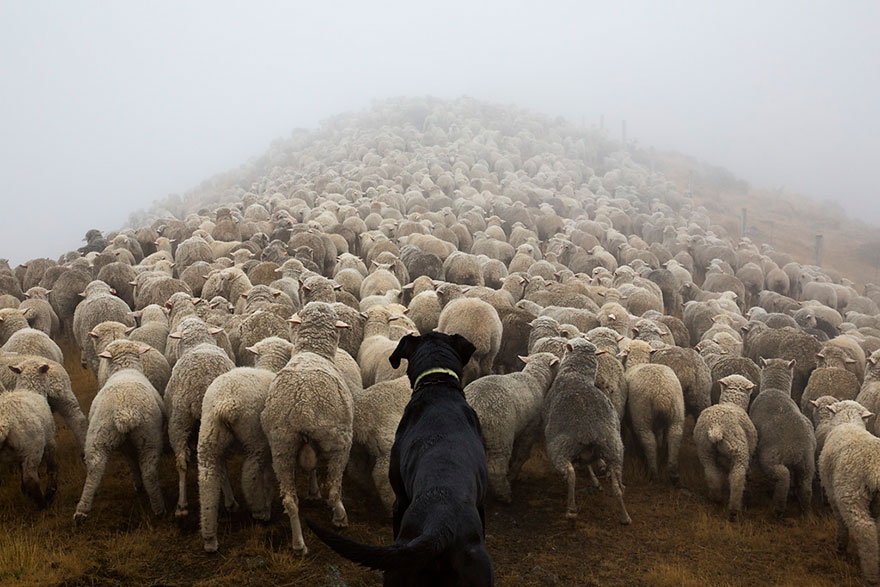 retratos-perros-trabajadores-andrew-fladeboe (5)