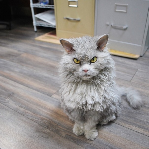 albert-gato-oveja-cara-mala-leche (1)