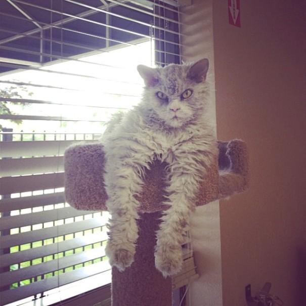 albert-gato-oveja-cara-mala-leche (5)