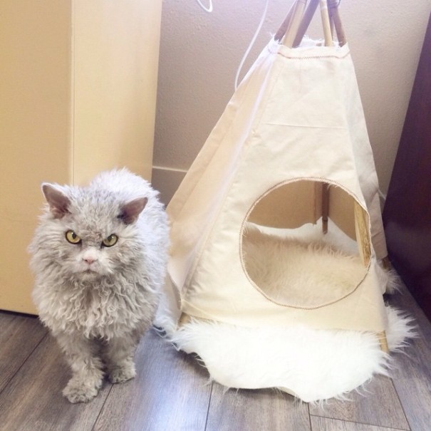 albert-gato-oveja-cara-mala-leche (6)