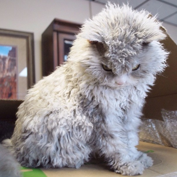albert-gato-oveja-cara-mala-leche (8)