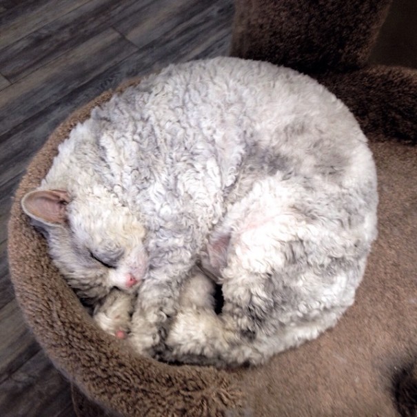 albert-gato-oveja-cara-mala-leche (9)