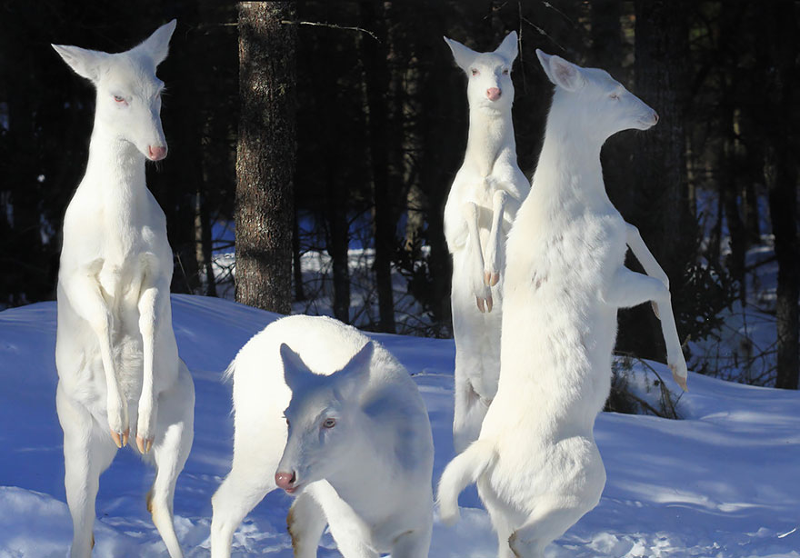animales-blancos (1)