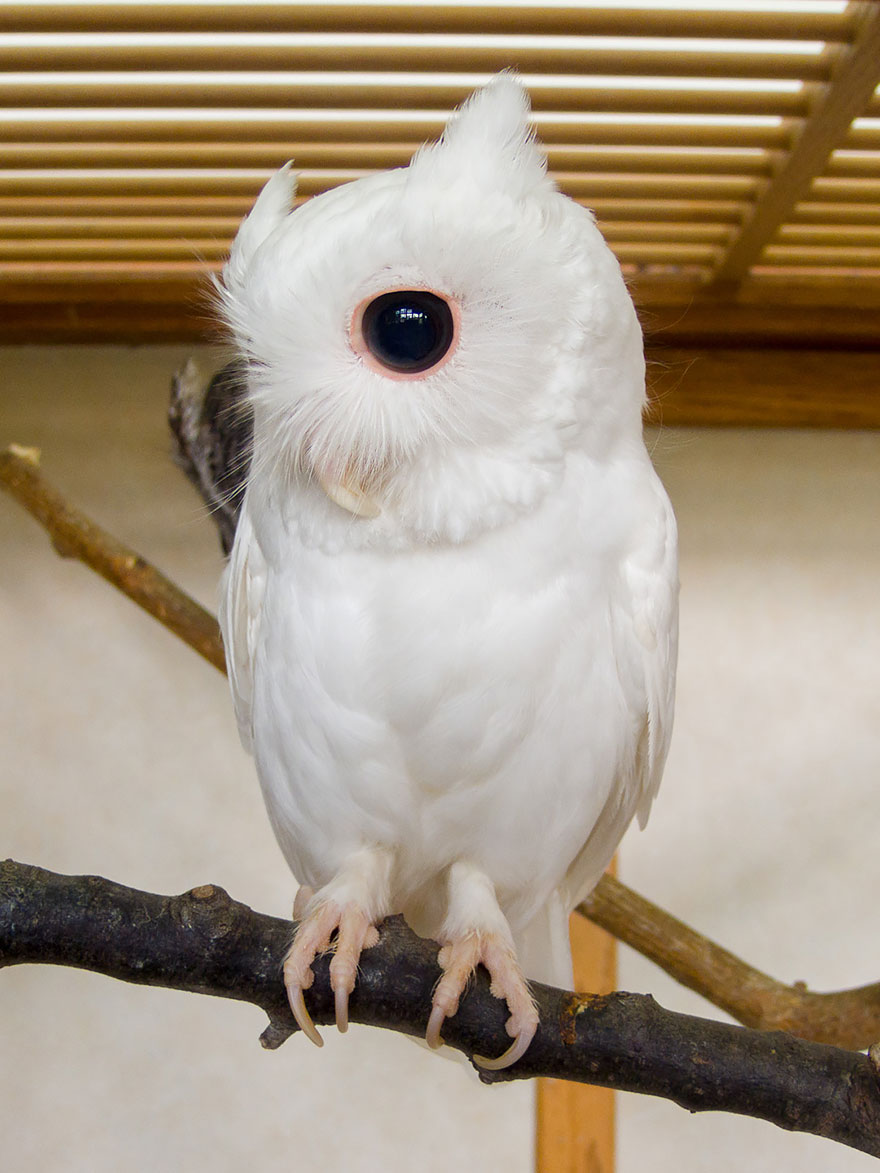 animales-blancos (10)