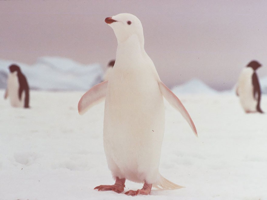 animales-blancos (11)