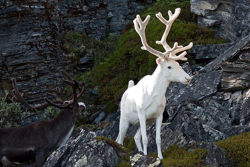 animales-blancos (13)