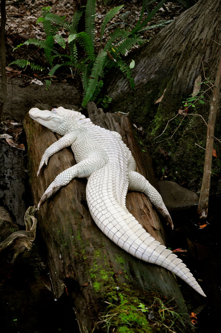 animales-blancos (14)