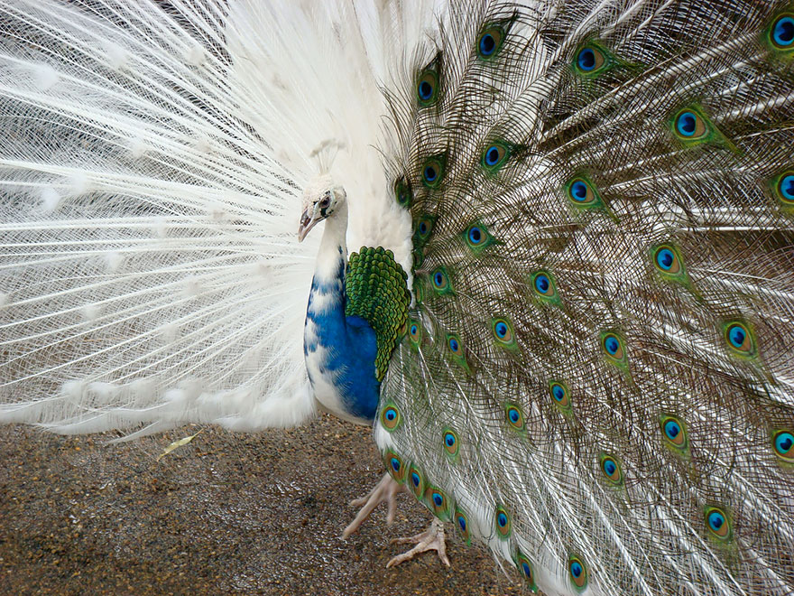 animales-blancos (15)