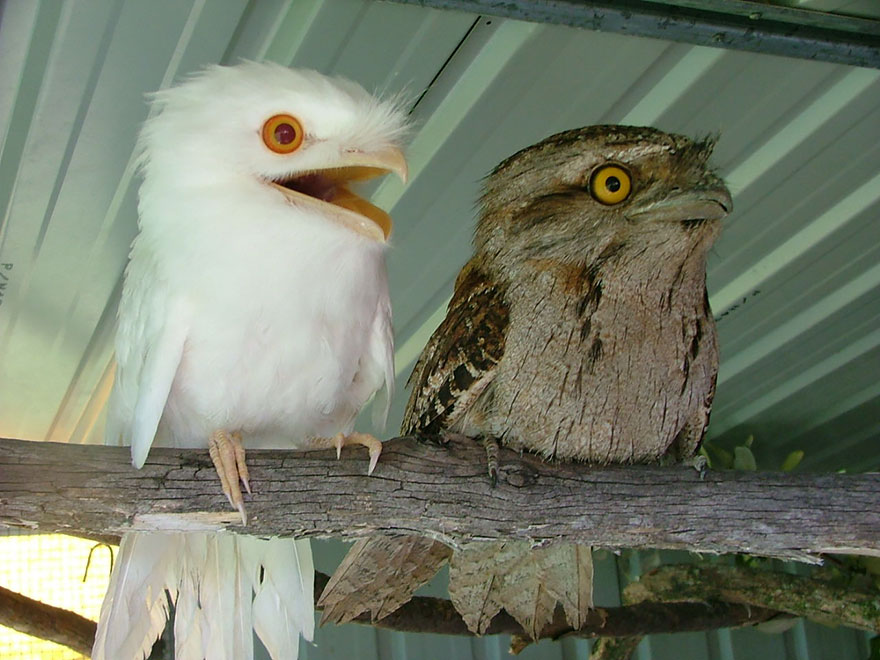 animales-blancos (16)