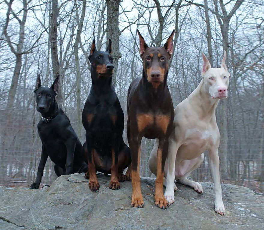 animales-blancos (17)