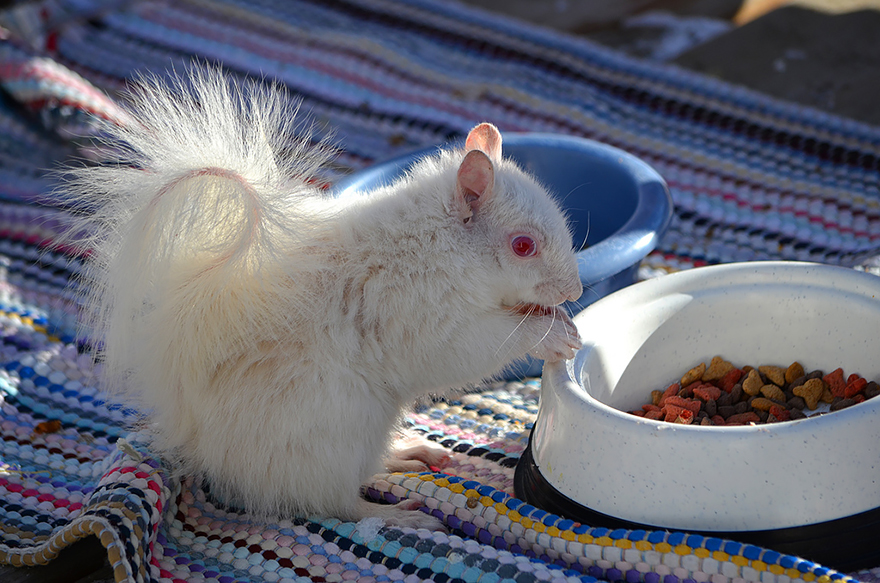 animales-blancos (19)