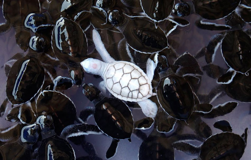 animales-blancos (2)