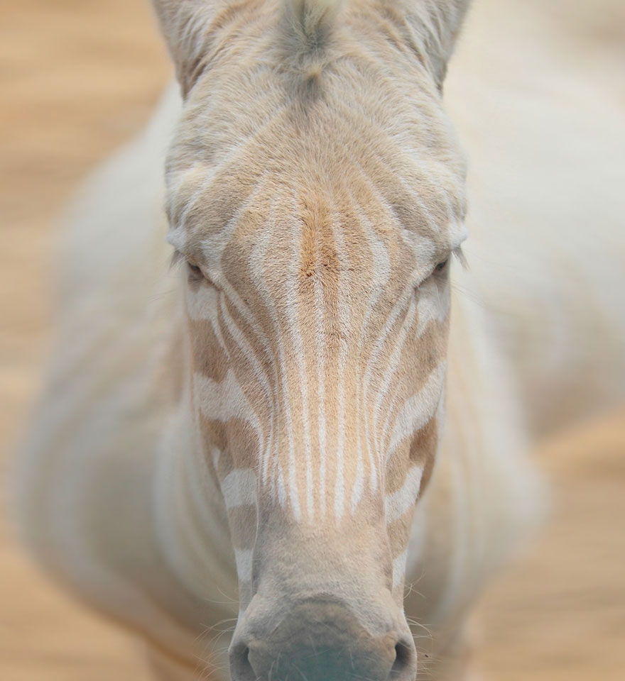 animales-blancos (20)