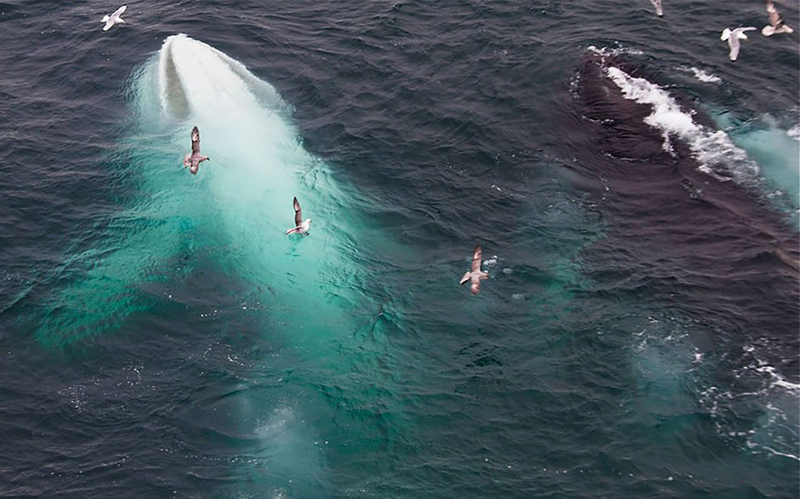 animales-blancos (4)