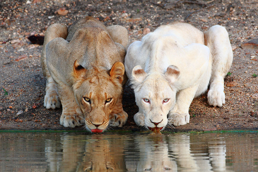 animales-blancos (5)