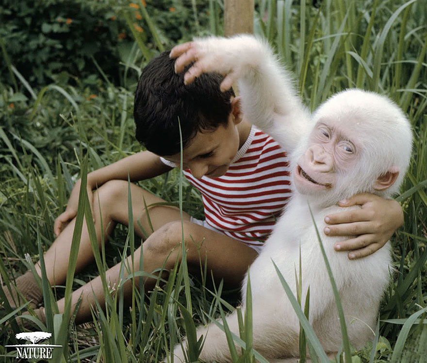 animales-blancos (6)