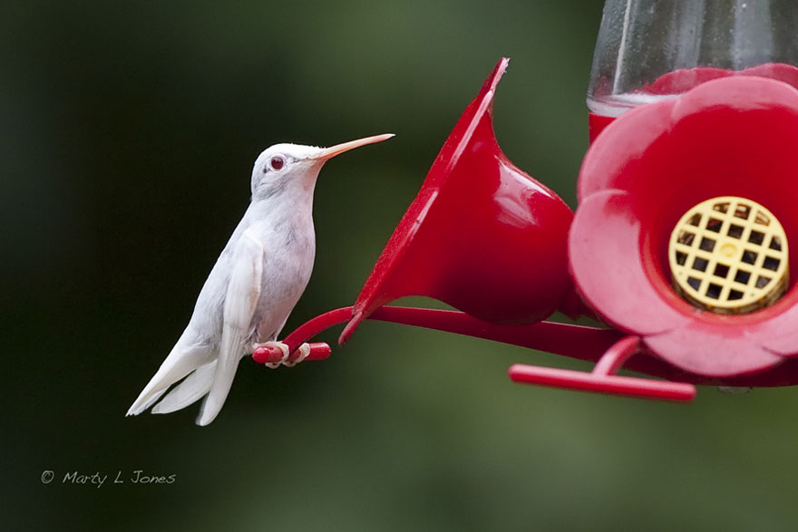 animales-blancos (7)