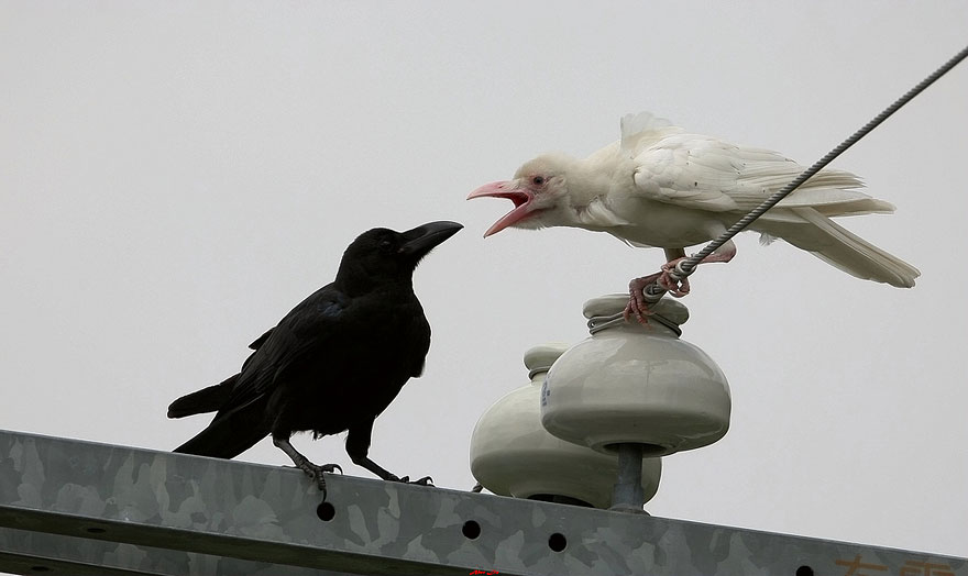 animales-blancos (8)
