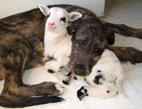 animales-companeros-siesta (10)