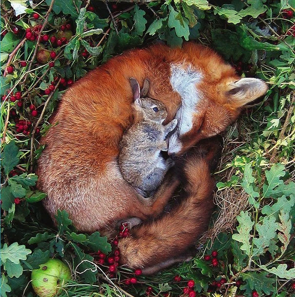 animales-companeros-siesta (21)